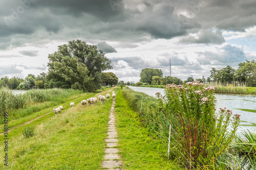 Dutch landscape with on the left a lake and embankment with a curious herd of sheep and on the right a solitary Queenswort, liverwort or Hemp Agrimony, Eupatorium cannabinum, photo