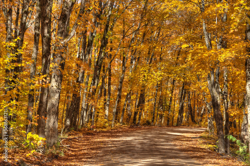 forest in autumn color Algonquin Park Ontario Canada