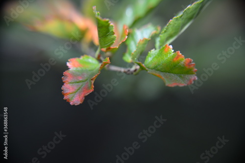 Macro picture of a green and red out of focus patagonic native plant (Lenga), El Chalten, Patagonia, Argentina. photo