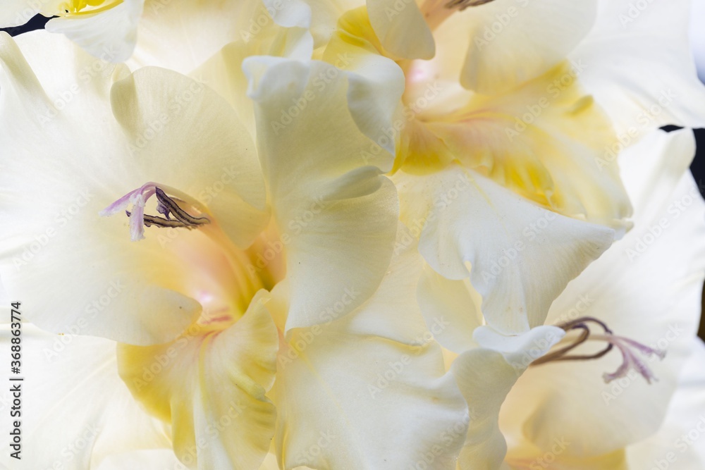 Close up macro view of white  gladiolus flower isolated on abstract background. Beautiful backgrounds.