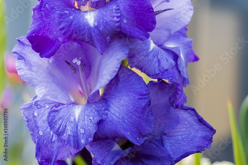 Close up macro view of purple  gladiolus flower with rain drops. Beautiful backgrounds.