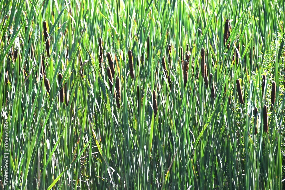 Fototapeta premium Cattails in the Marsh
