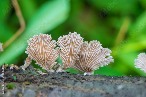 Split gills (Schizophyllum commune) polypore growing on a stick photo