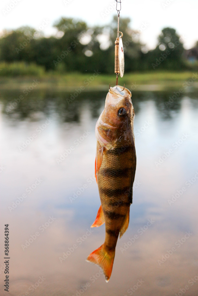 perch fish on the hook close up fishing on the river Stock Photo