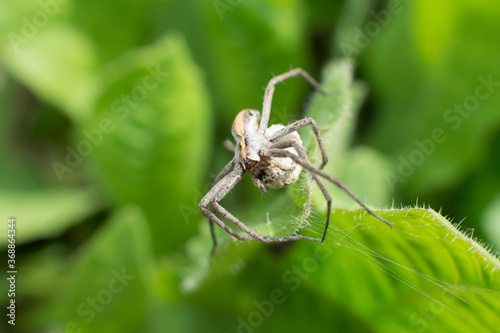Nursery web spider carrying egg sac #2