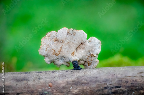 Elegant Polypore (Polyporus varius) growing in the woods photo