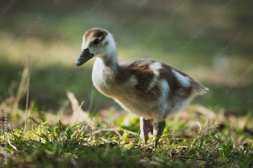 Closeup of an egyptian gosling Closeup of an egyptian gosling