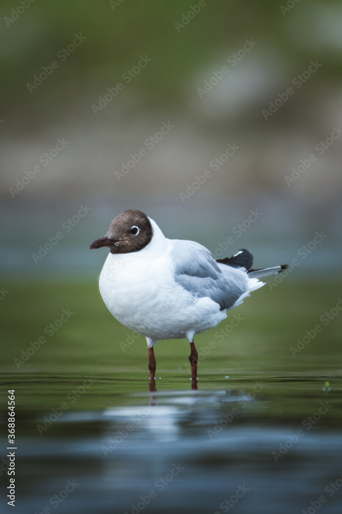 Closeup of a brown-headed gull standing in water Closeup of a brown-headed gull standing in water