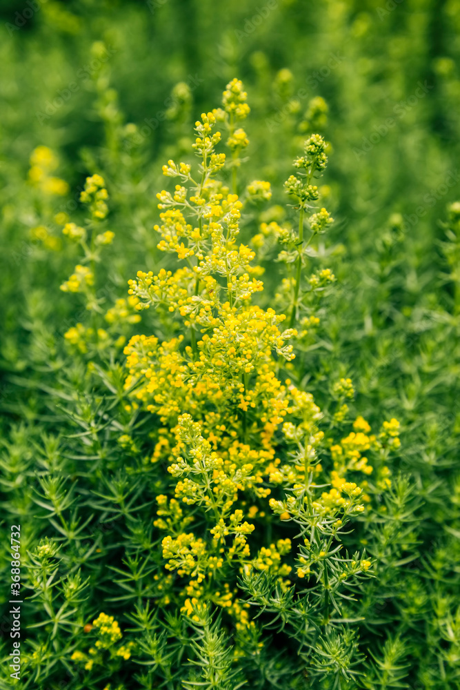 Obraz premium Yellow oilseed rape in bloom