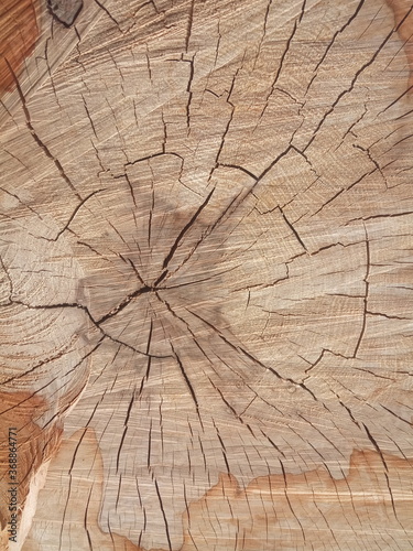 Tree trunk with traces of saw cut and cracked background
