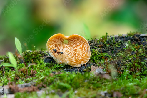 Orange mock oyster (Phyllotopsis nidulans)with an ant  on a mossy log