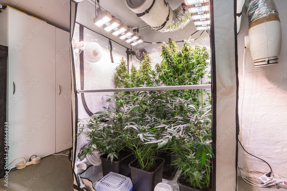 Shot of a cannabis plants growing in a grow tent during flowering stage  Photos | Adobe Stock