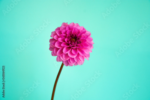 Pink dahlia flower closeup on light blue, mint  background. Floral card, wallpaper. 