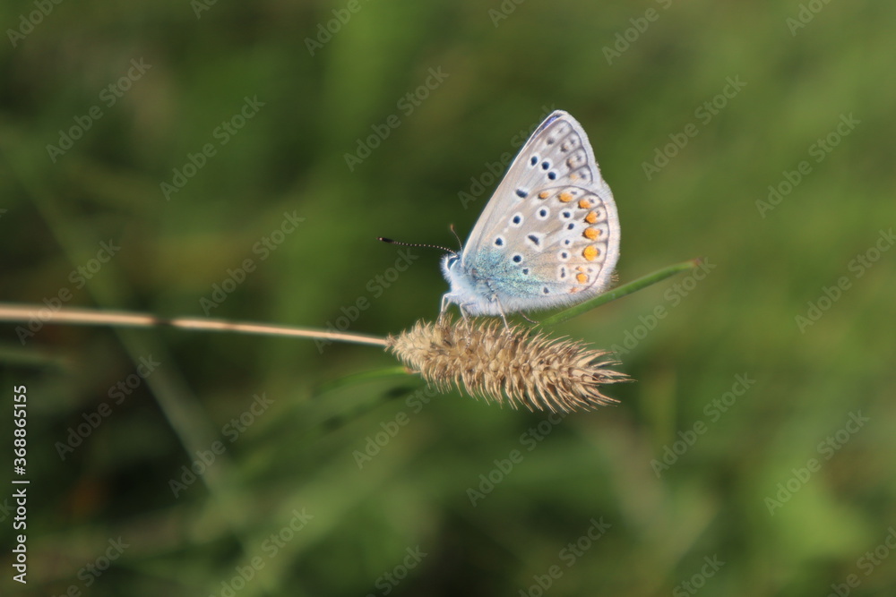 Peat bog butterfly in the meadow