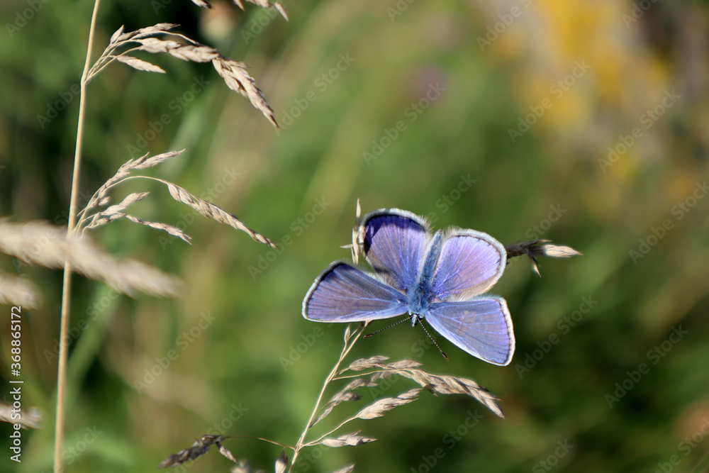 Naklejka premium Peat bog butterfly in the meadow