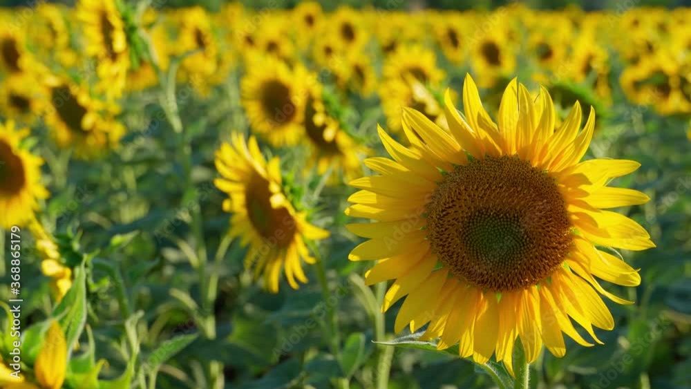 bright sunflower field - a beautiful summer landscape on a summer day
bright sunflower field - a beautiful summer landscape on a summer day