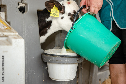 Dairy calves fed milk in the stable. Calf on a dairy farm drinking millk from a drinking bowls