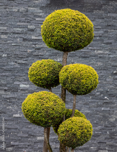 Topiary Art of Clipping Shrubs and Trees in the Garden. Sphered Thuja