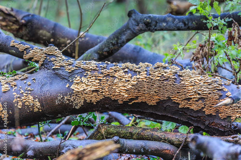 Yellow crust fungus, Stereum hirsutum, is a saprofyt and grows on dead wood an is also knwn as Yellow Brown crust fungus Yellow crust fungus, Stereum hirsutum, is a saprofyt and grows on dead wood an is also knwn as Yellow Brown crust fungus