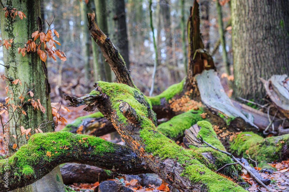 With green mosses and Yellow-brown crust fungus, Stereum hirsutum, is a saprofyt and grows on dead wood With green mosses and Yellow-brown crust fungus, Stereum hirsutum, is a saprofyt and grows on dead wood