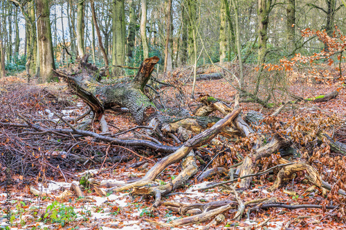 Fallen tree  with thick fluted trunk and branches broken off in a forest is to digest slowly to food for new trees