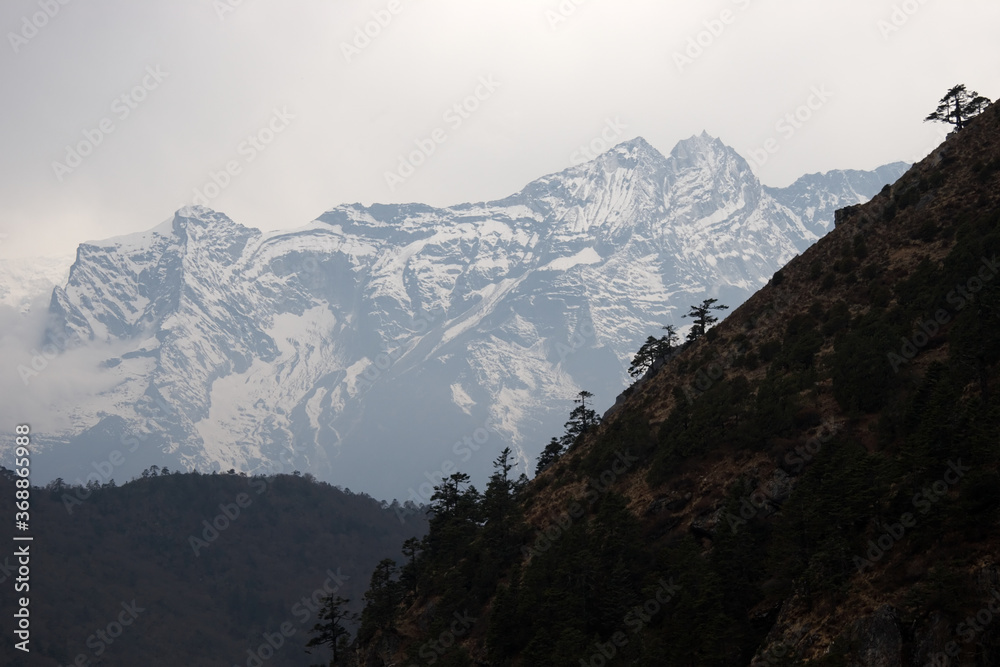 Trees at steep slope and snow mountain, Everest trek, Himalayas, Nepal