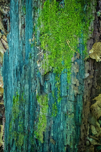 Green Elfcup mycelium (Chlorociboria aeruginascens) – Green Oak photo