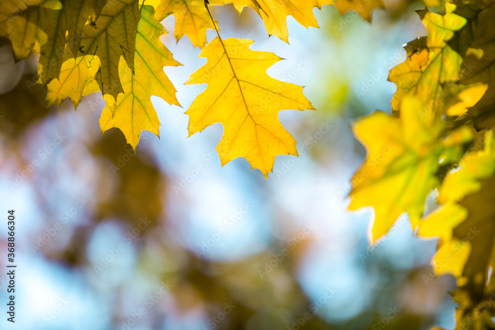 Fototapeta premium Close up of bright yellow and red maple leaves on fall tree branches with vibrant blurred background in autumn park.