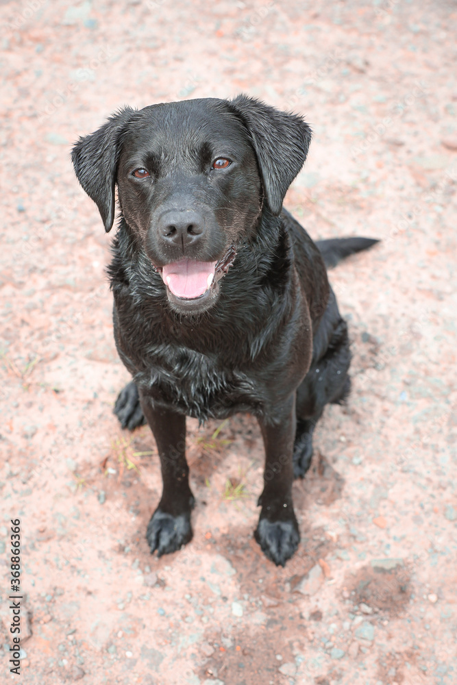 Schwarzer Labrador in der Natur 