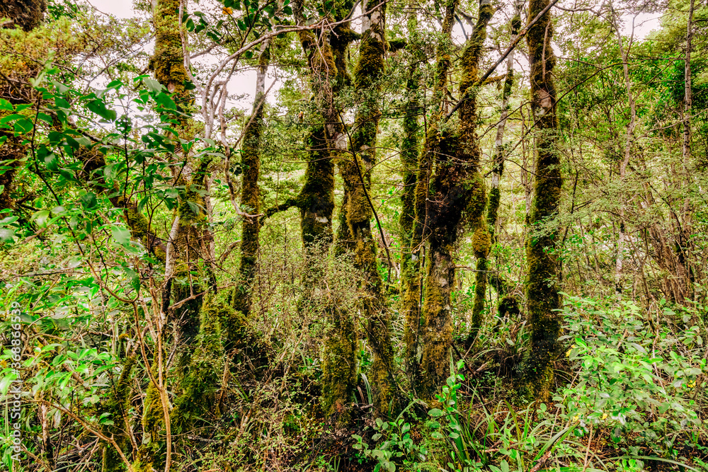 Fototapeta premium Forest in Tongariro National Park