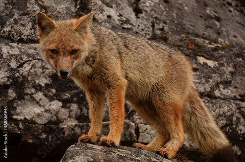 Curious Patagonian red fox