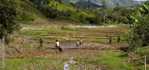 Brickaville, Madagascar: a group of women and children is working on rice fields in a green tropical setting photo