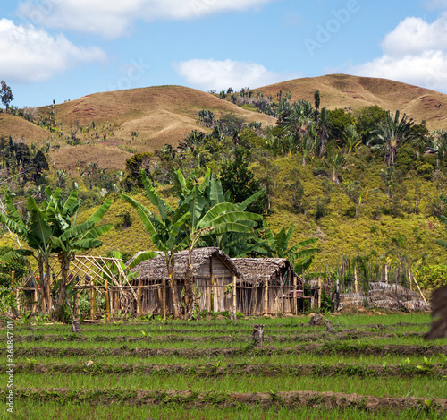 Madagascar (East): Irrigated rice fields and two thatched huts surrounded by banana tress, in front of seriously deforested hills photo