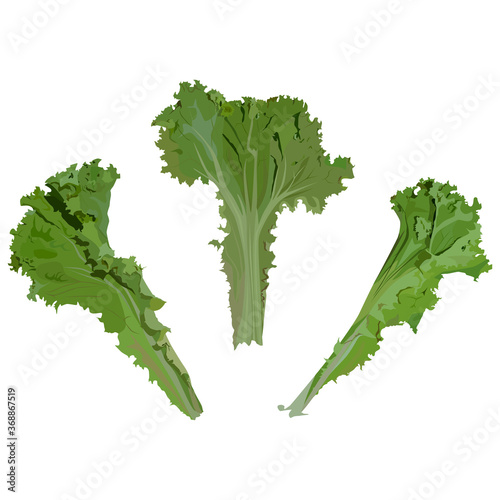 Fresh green lettuce leaves, vector illustration. Organic leaf vegetable, salad ingredient.