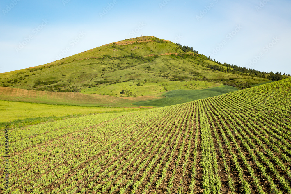 The palouse farm land in Eastern Washington.  an emerging Garbanzo bean crop with the rows pointing toward steptoe butte.