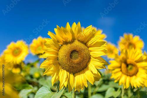 Strahlend gelbe Sonnenblume vor blauem Himmel als sommerliche Vorlage