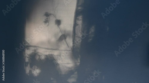 Defocus shadows grape vine branches and leaves on stucco wall for mystery background. Spooky shadow texture for Halloween