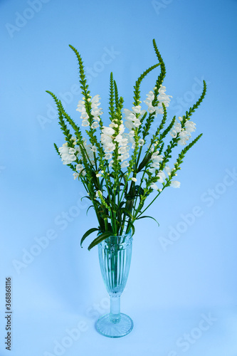 Bouquet of white flowers  plant in a vase on blue background