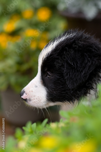 Young Border Collie Puppy Profile Portrait with Summer Flowers © rstpierr