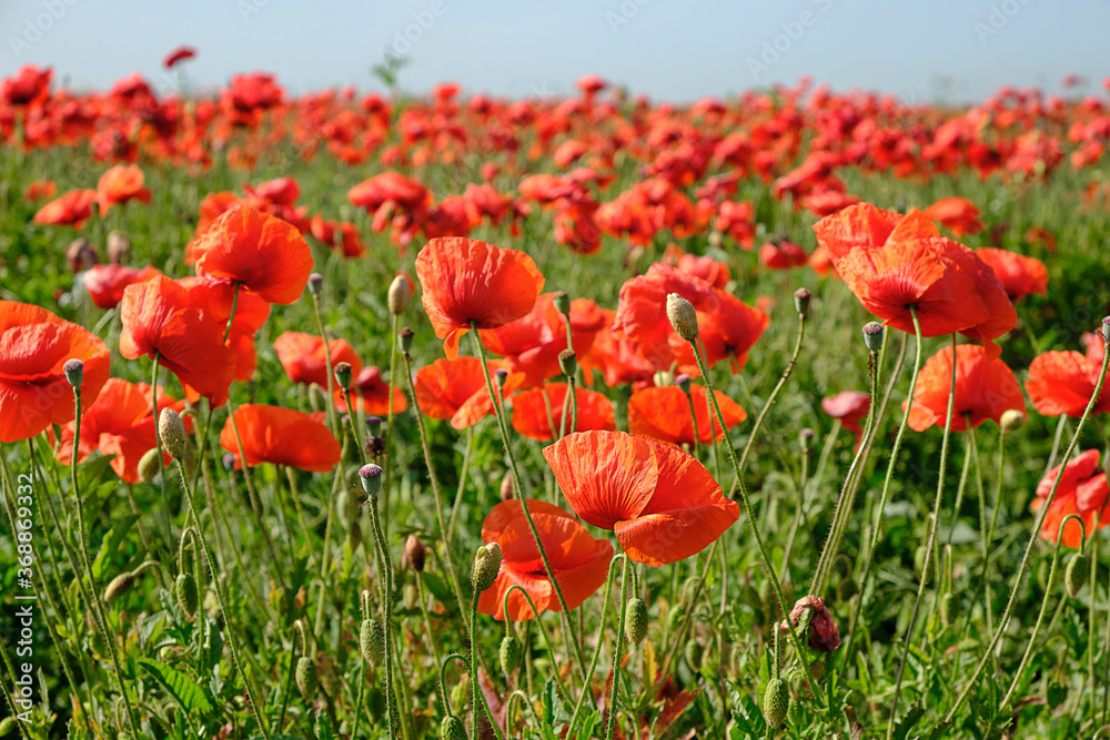 Fototapeta premium Field of poppies during shiny day