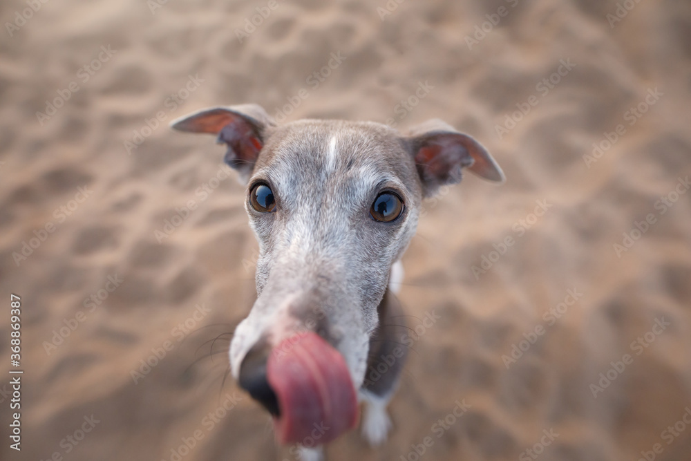 Dog wide angel. Whippet against the sky. Funny pet in nature Dog wide angel. Whippet against the sky. Funny pet in nature