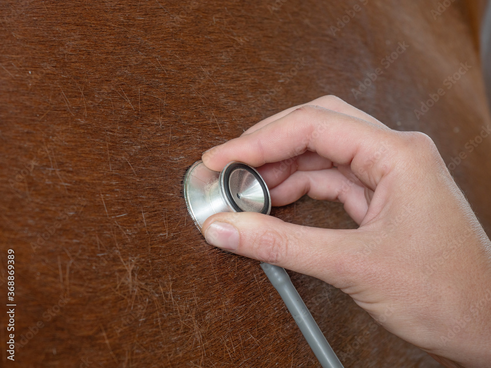 Veterinarian with stethoscope check lungs of horse. Ill horse breathing