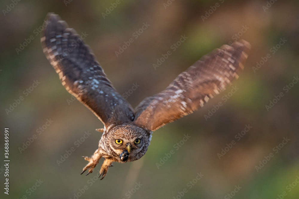 Fototapeta premium Little owl Athene noctua is flying with prey