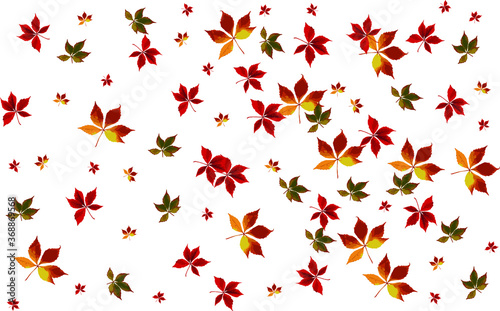 Autumn maple leaves in different colors..