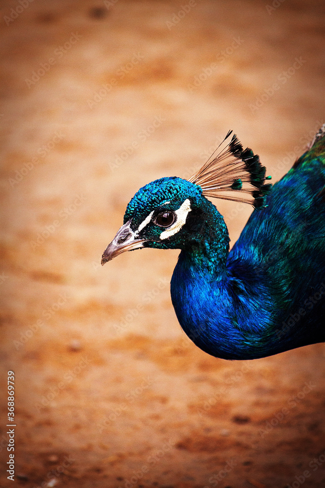 Fototapeta premium close up of a peacock