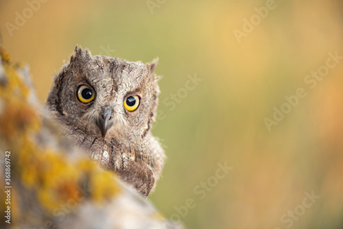 Scops Owl looking out of nesthole. Otus scops close up