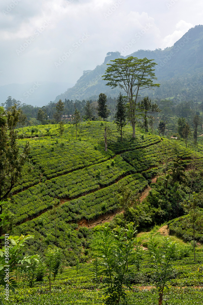 Plantations of tea bush plants. The hills where tea is grown