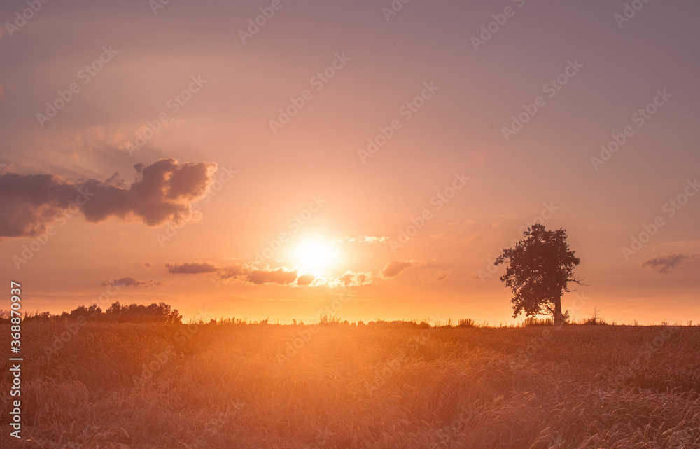 A lone oak tree in a field of wheat at sunset. In the center of the setting sun. Rural landscap