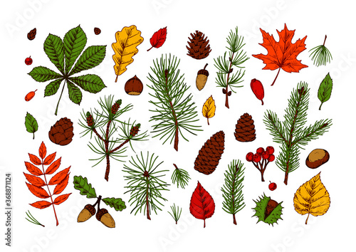 Set of hand drawn multicolored forest design elements, including maple, chestnut, oak leaves, Christmas tree branches, pine cones, acorn on white background. Autumn clipart. Vector illustration.