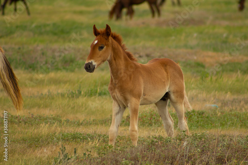 Fair-haired foal frolics in the pasture in the early morning.